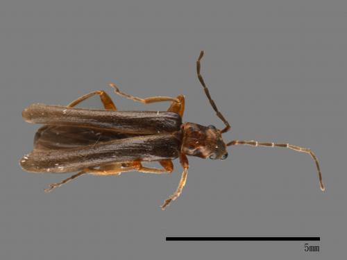 <已分類>Family：Cantharidae[菊虎科][00046647]