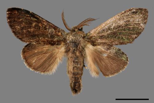 Syntypistis viridipicta[基青舟蛾][00047540]