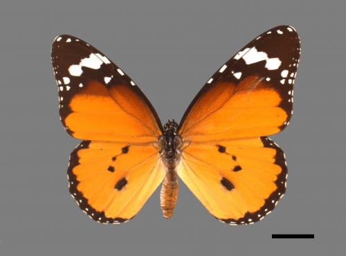 Danaus chrysippus[樺斑蝶][00013401]