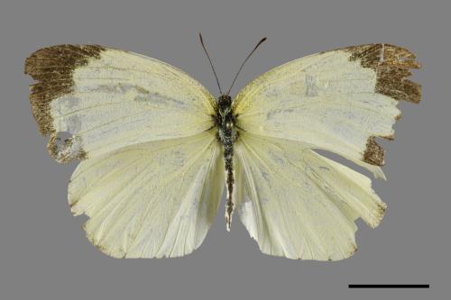 Eurema hecabe hobsoni[荷氏黃蝶][00101294]