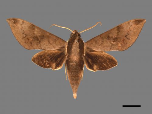 Acosmerycoides harterti[鋸線天蛾][00017503]