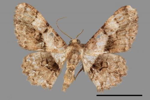 Satoblephara owadai[腹毛墨紋尺蛾][00054555]