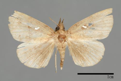 Hypena albopunctalis[00009823]