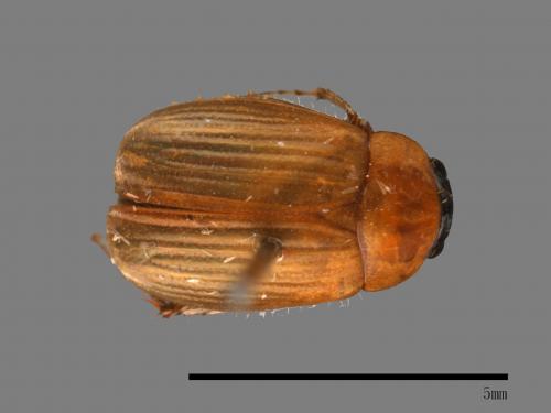 <已分類>Family：Scarabaeidae[金龜子科][00084155]