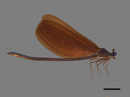 Matrona cyanoptera[白痣珈蟌][00103837]