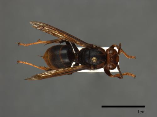Vespa velutina[黃腳虎頭蜂][00098987]