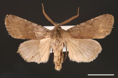 Agrotis taiwana[00000702]