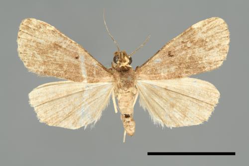 <已分類>Family：Noctuidae[夜蛾科][00010999]