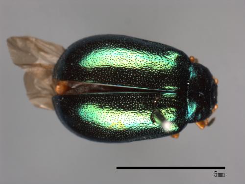 <已分類>Family：Chrysomelidae[金花蟲科][00081218]