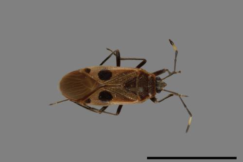 Physopelta parviceps[東亞斑紅椿][00040931]