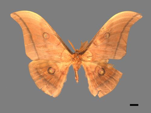 Antheraea yamamai superba[大透目天蠶蛾][00016206]