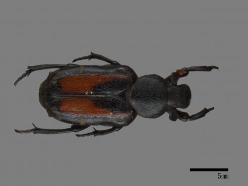 Clinterocera davidis nigra[大衛細花金龜][00081859]