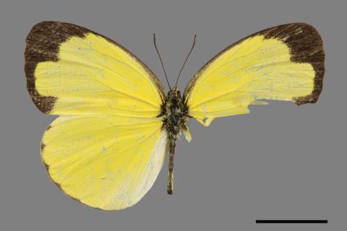 Eurema hecabe hobsoni[荷氏黃蝶][00024805]