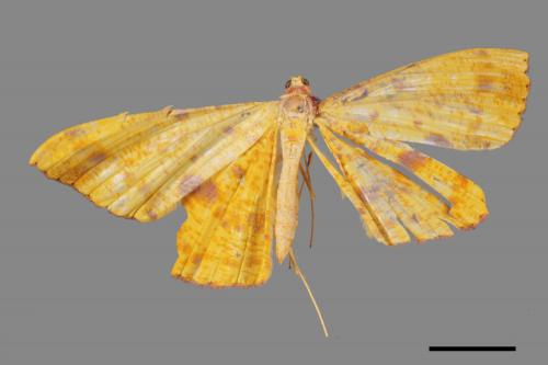Eumelea ludovicata[雌黃粉尺蛾][00070900]