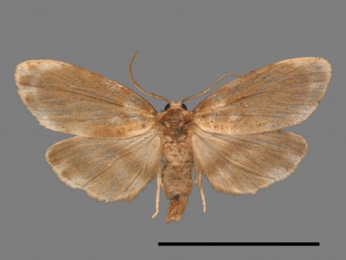 Parasiccia limbata[00045668]