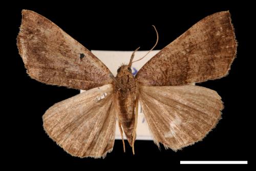 <已分類>Genus：Hypena[00009649]