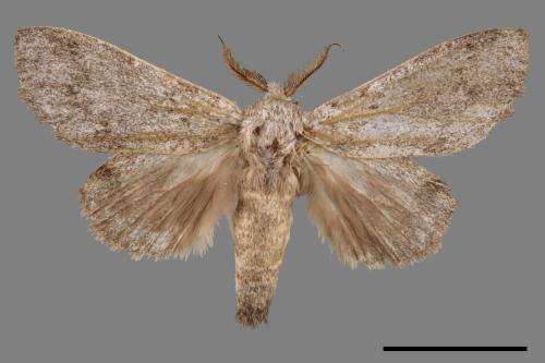Syntypistis subgeneris subgeneris[淡紋舟蛾][00044297]