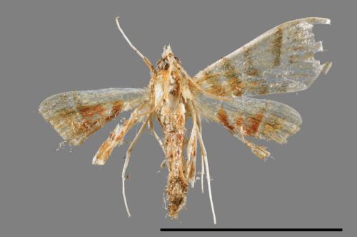 <已分類>Family：Crambidae[草螟科][00065640]