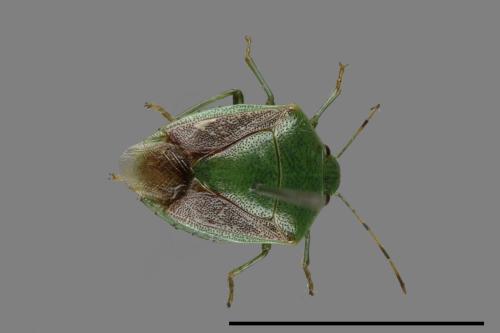 <已分類>Genus：Plautia[00079656]
