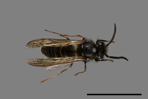 Vespula flaviceps[細黃胡蜂][00072968]