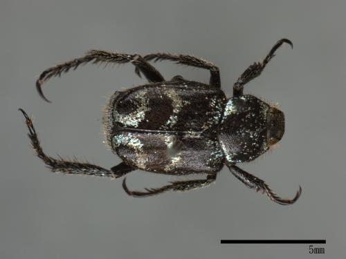 Hoplia latesutulata[長毛長腳金龜][00082204]