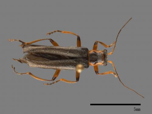 <已分類>Family：Cantharidae[菊虎科][00080800]