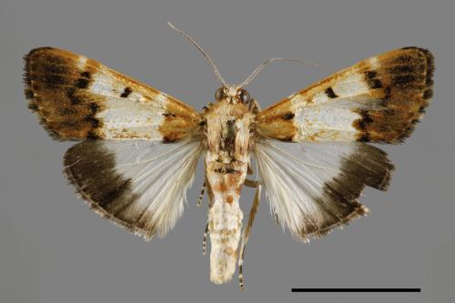 Teliphasa albifusa[00030319]