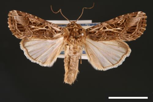 Spodoptera litura[斜紋夜蛾][00002773]