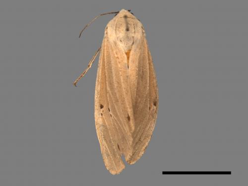 Creatonotos transiens vacillans[八點燈蛾][00022002]