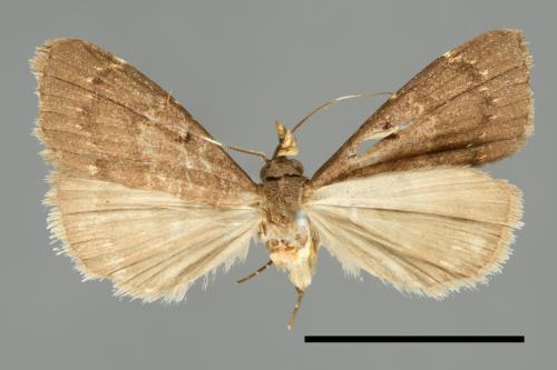 <已分類>Family：Noctuidae[夜蛾科][00010901]