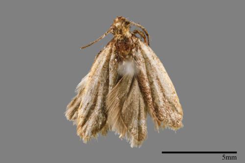 <已分類>Family：Pyralidae[螟蛾科][00063988]