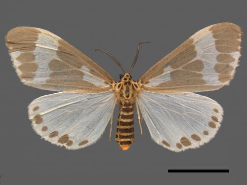 Nyctemera albofasciata[帶紋蝶燈蛾][00020303]