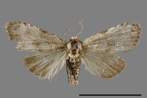 <已分類>Family：Noctuidae[夜蛾科][00011833]