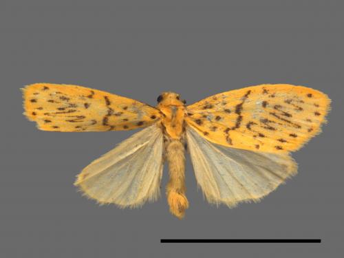 Asura alikangiae[關山豔苔蛾][00038342]