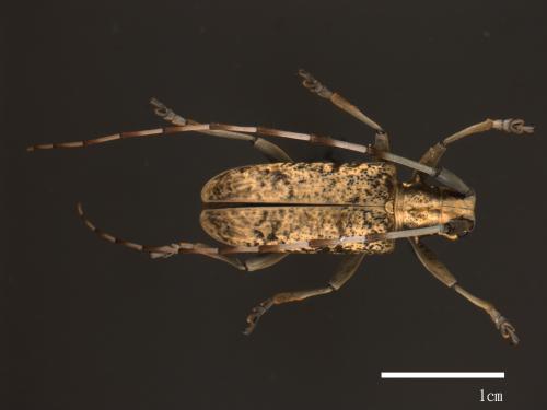 Acalolepta rusticatrix rusticatrix[銹絨毛天牛][00082512]