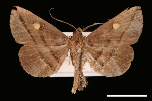 <已分類>Genus：Hadennia[00010415]