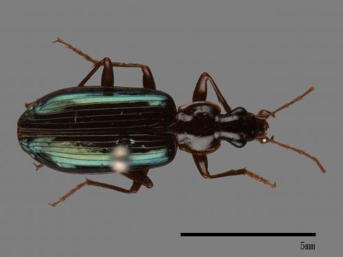 <已分類>Family：Carabidae[步行蟲科][00041132]