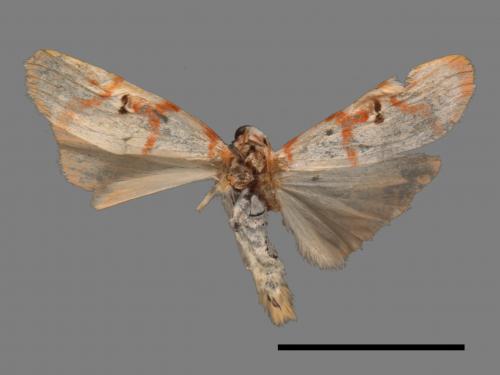 Cyana hamata[優雪苔蛾][00050395]