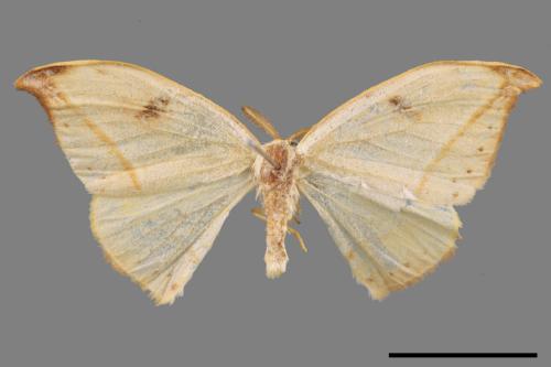 Callidrepana patrana[五倍樹鉤蛾][00044101]