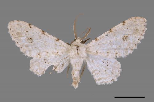 Lassaba parvalbidaria parvalbidaria[污雪雙斑尺蛾][00069170]