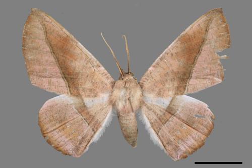 Sarcinodes yayeyamanus[一線沙尺蛾][00055917]