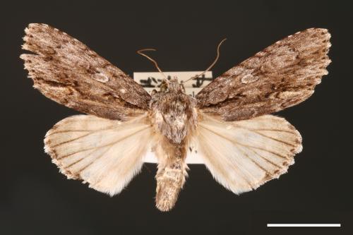 Acronicta denticulata pernivea[00000388]