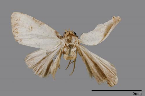<已分類>Family：Noctuidae[夜蛾科][00008418]