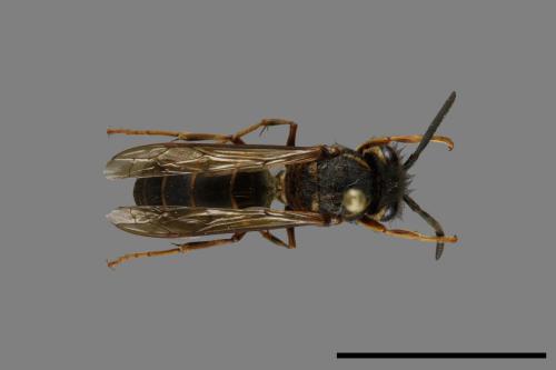 Vespula flaviceps[細黃胡蜂][00073043]