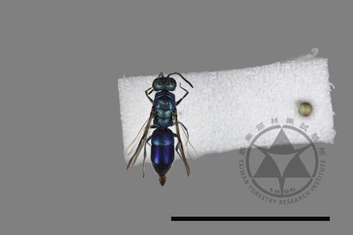 <已分類>Family：Chrysididae[青蜂科][00117666]