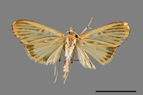 Tyspanodes striatus[00068773]