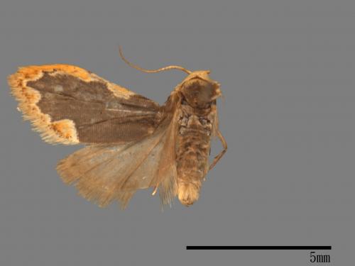 Diduga flavicostata[黃緣苔蛾][00074948]
