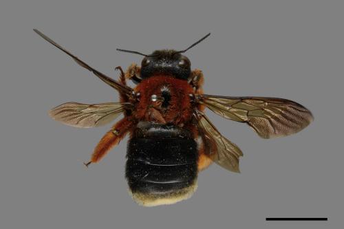 Xylocopa ruficeps[紅胸木蜂][00106015]