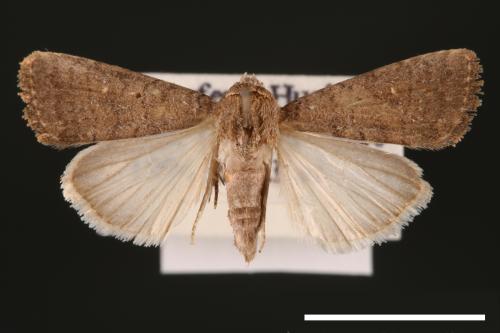 Athetis cognata[00003211]