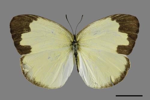 Eurema blanda arsakia[臺灣黃蝶][00101295]